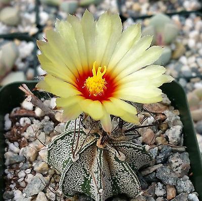 Astrophytum capricorne goats horns