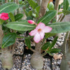 Desert Rose &