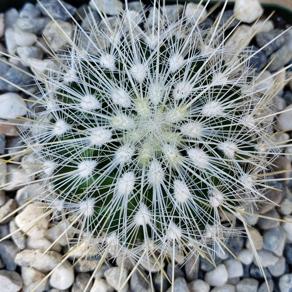 Thelocactus macdowellii