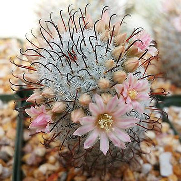 cactus d Mammillaria perez de la rosae