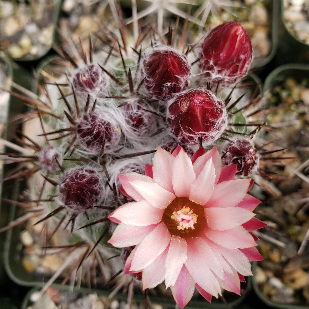 Neochilenia floccosa