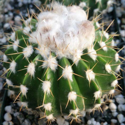 Wigginsia leprosorum