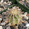 Echinopsis melanopotamica