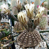 Gymnocalycium ragonesii