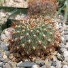 Sulcorebutia  pulchra