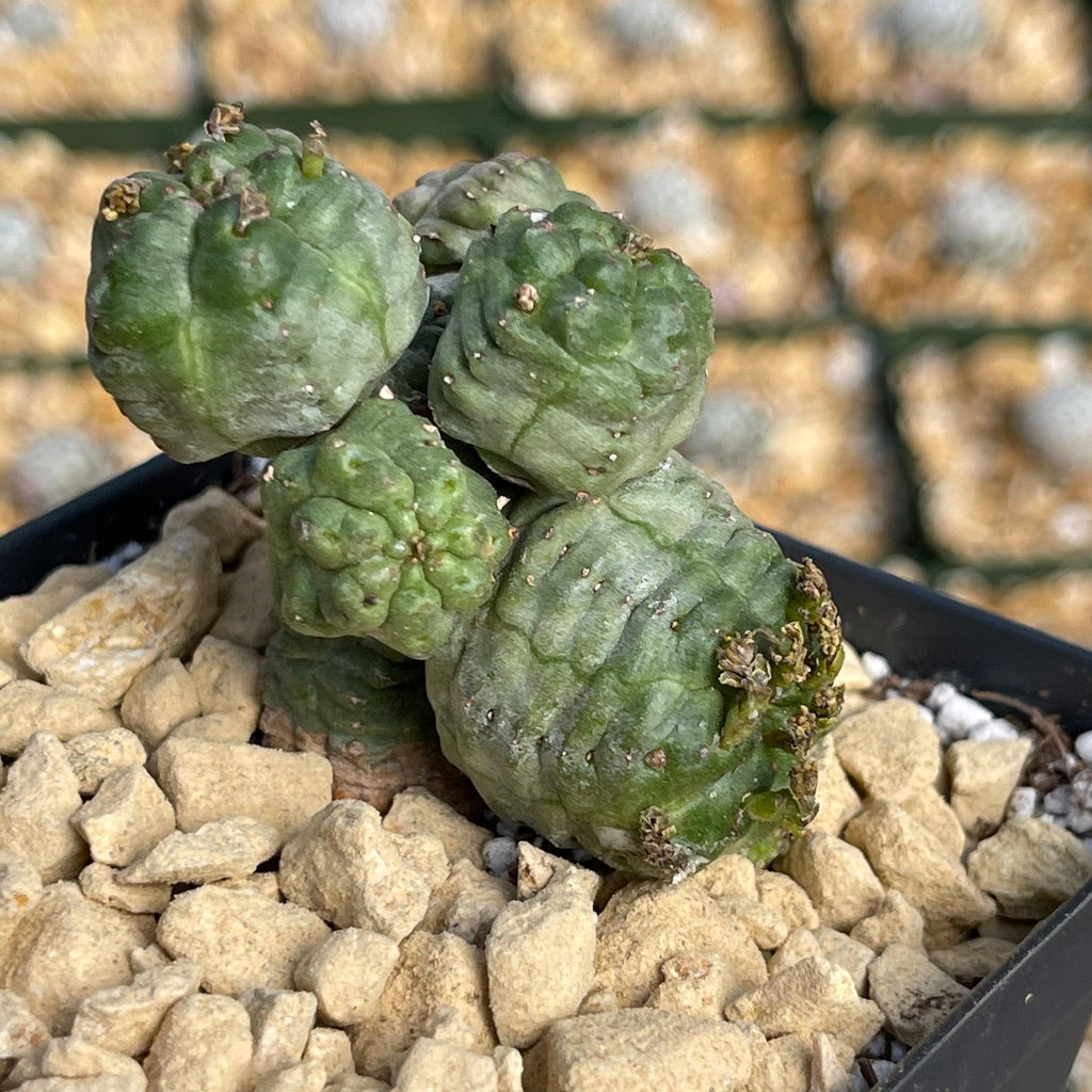 Euphorbia pseudoglobosa green