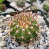 Melocactus oreas