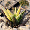 Haworthia limifolia variegata