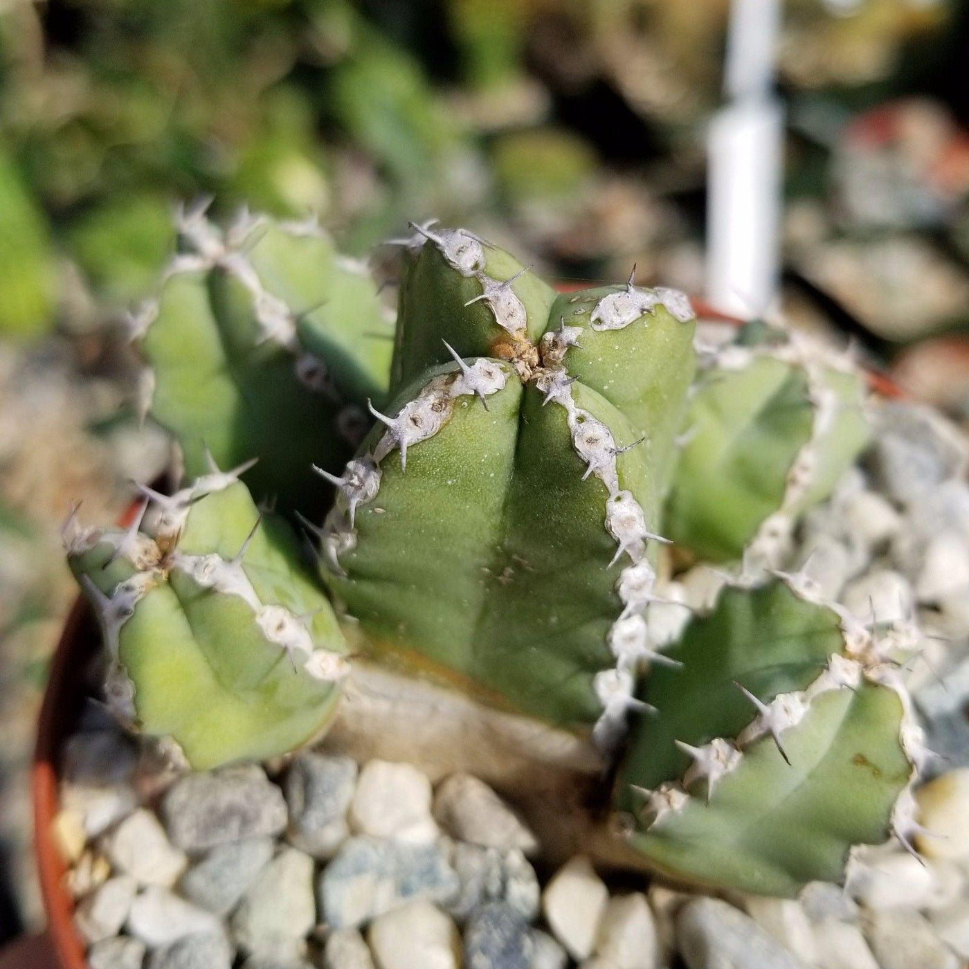 Euphorbia makallensis