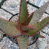 Aloe Ajr