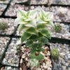 Crassula Perforata Variegata