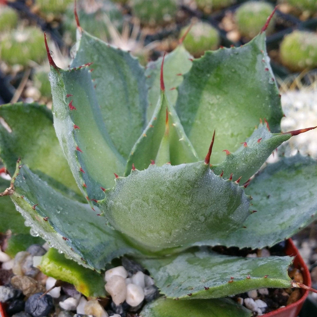 Shop For Agave Isthmensis 'Rum Runner' Online