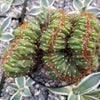 Cereus peruvianus multi-crested