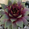 Sempervivum &