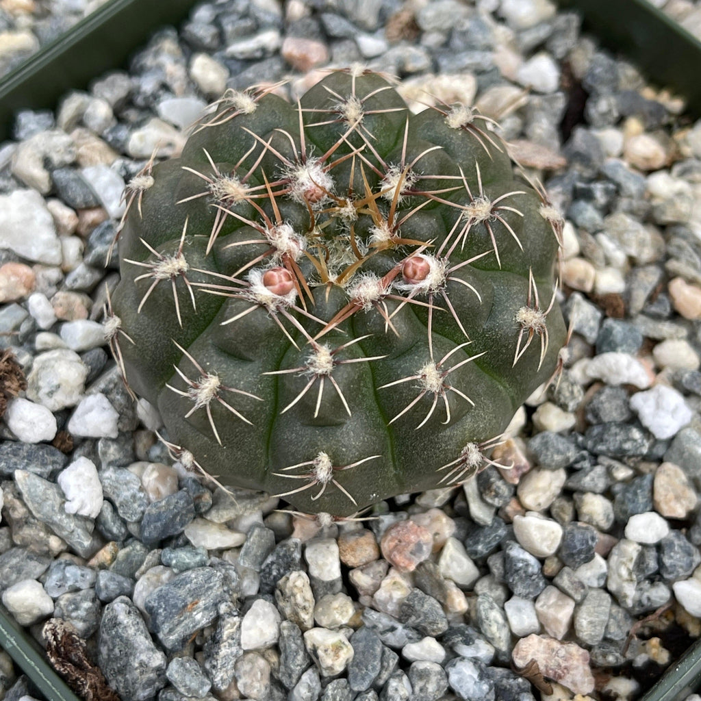 Gymnocalycium ruta