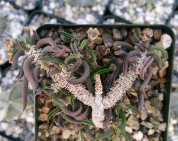 twisted succulent Euphorbia cilindrifolia tuberifera – Planet Desert