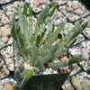 Senecio scaposus