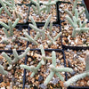 Cylindropuntia ramosissima