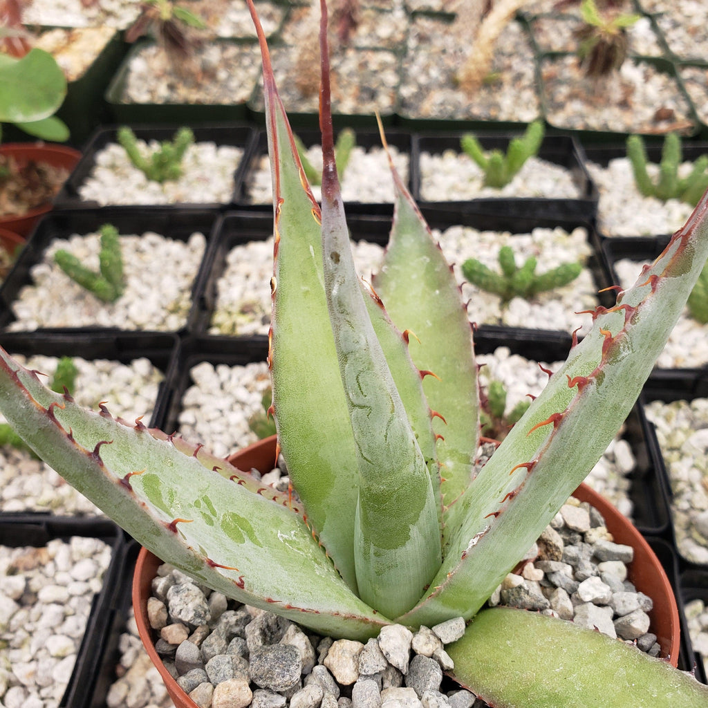 Agave shawii goldmeniana