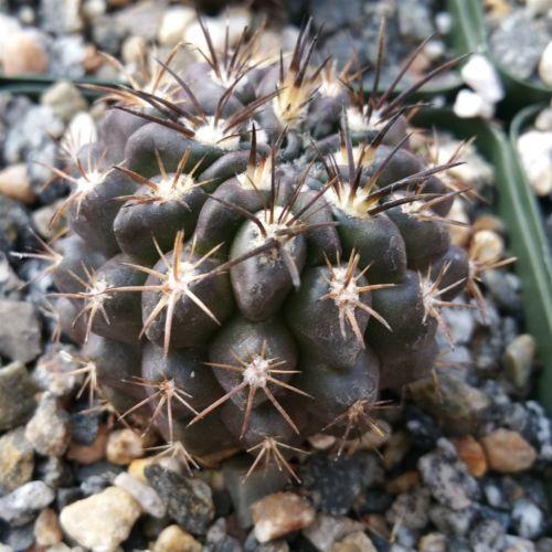 Neochilenia huascensis eriosyce crispa