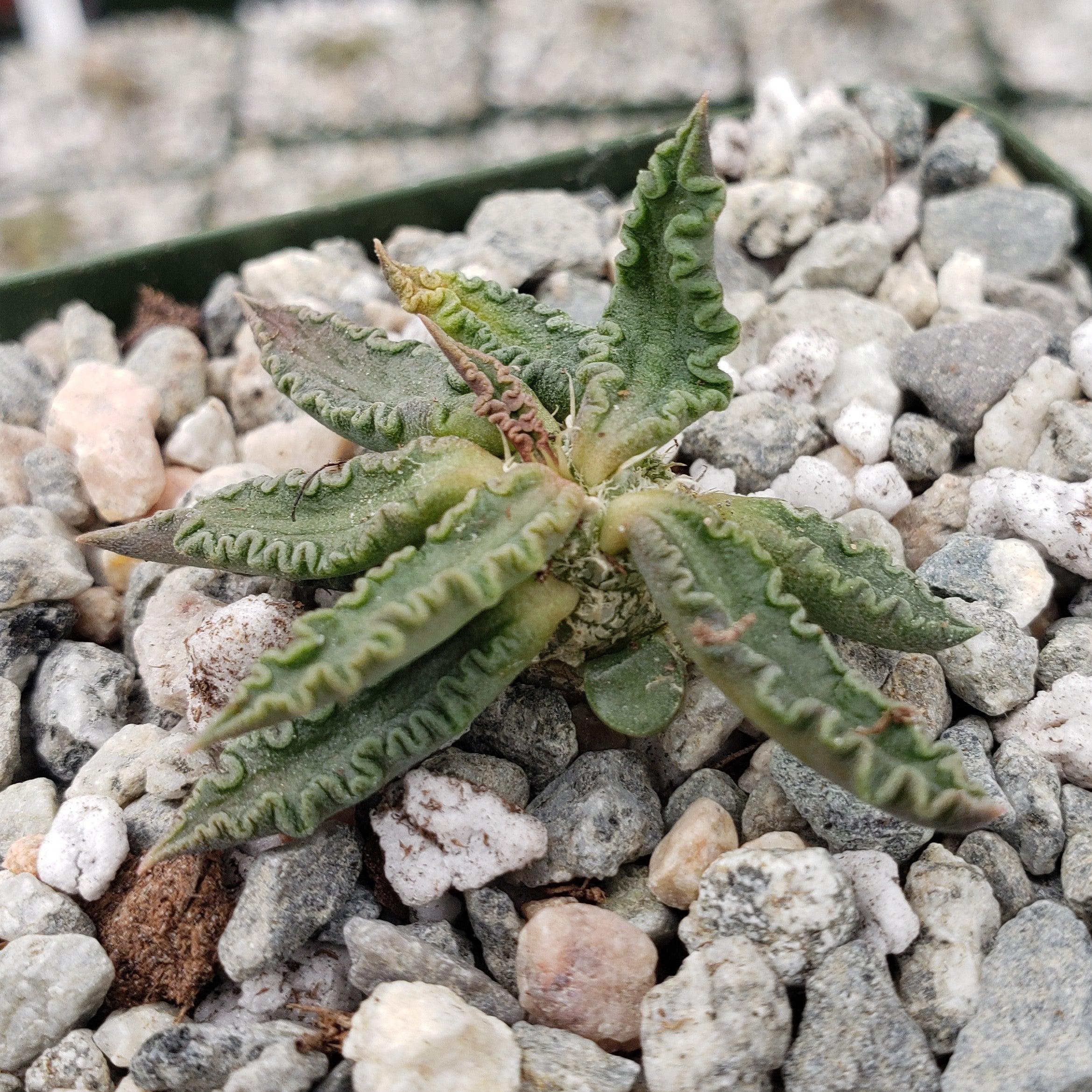 Euphorbia tulearensis