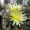 Gymnocalycium dopianum