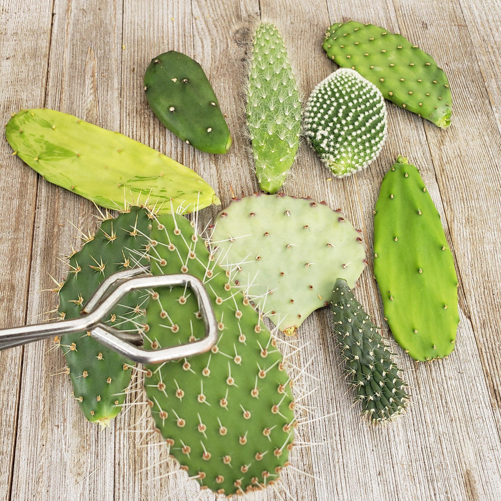 Opuntia pad 6 assorted cuttings