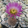 Echinocereus reichenbachii v. minor