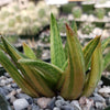 Gasteraloe variegata