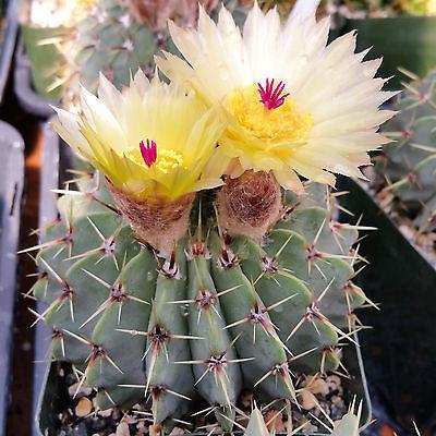 Notocactus buiningii