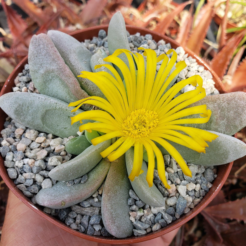 Glottiphyllum oligocarpum