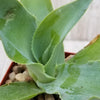 Octopus Agave – Agave vilmoriniana