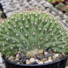 Trichocereus thelegonus Cristata