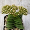 Crassula Spring Time