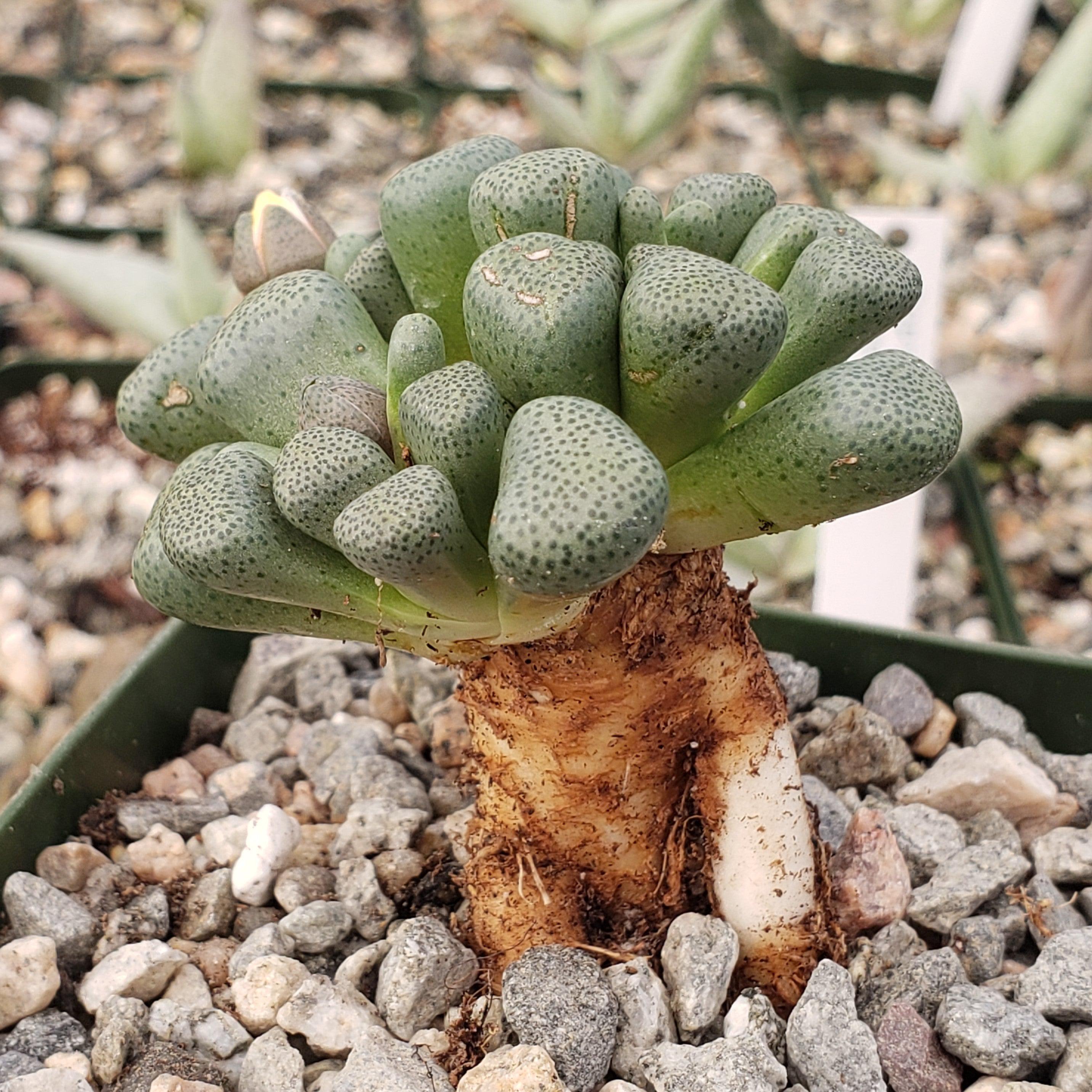 Aloinopsis schooneesii