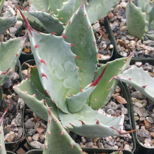Agave colorata mescal ceniza