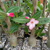 Desert Rose &