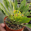 Euphorbia bupleurifolia large Specimen