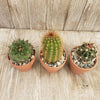 3- 2.5 inch cactus in terracotta pots