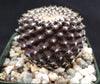 Copiapoa tenuissima