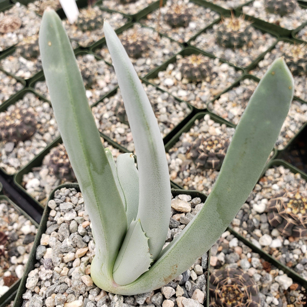 Cheiridopsis cigarettifera