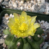 Copiapoa esmeraldana