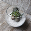 DIY succulent glass globe terrarium