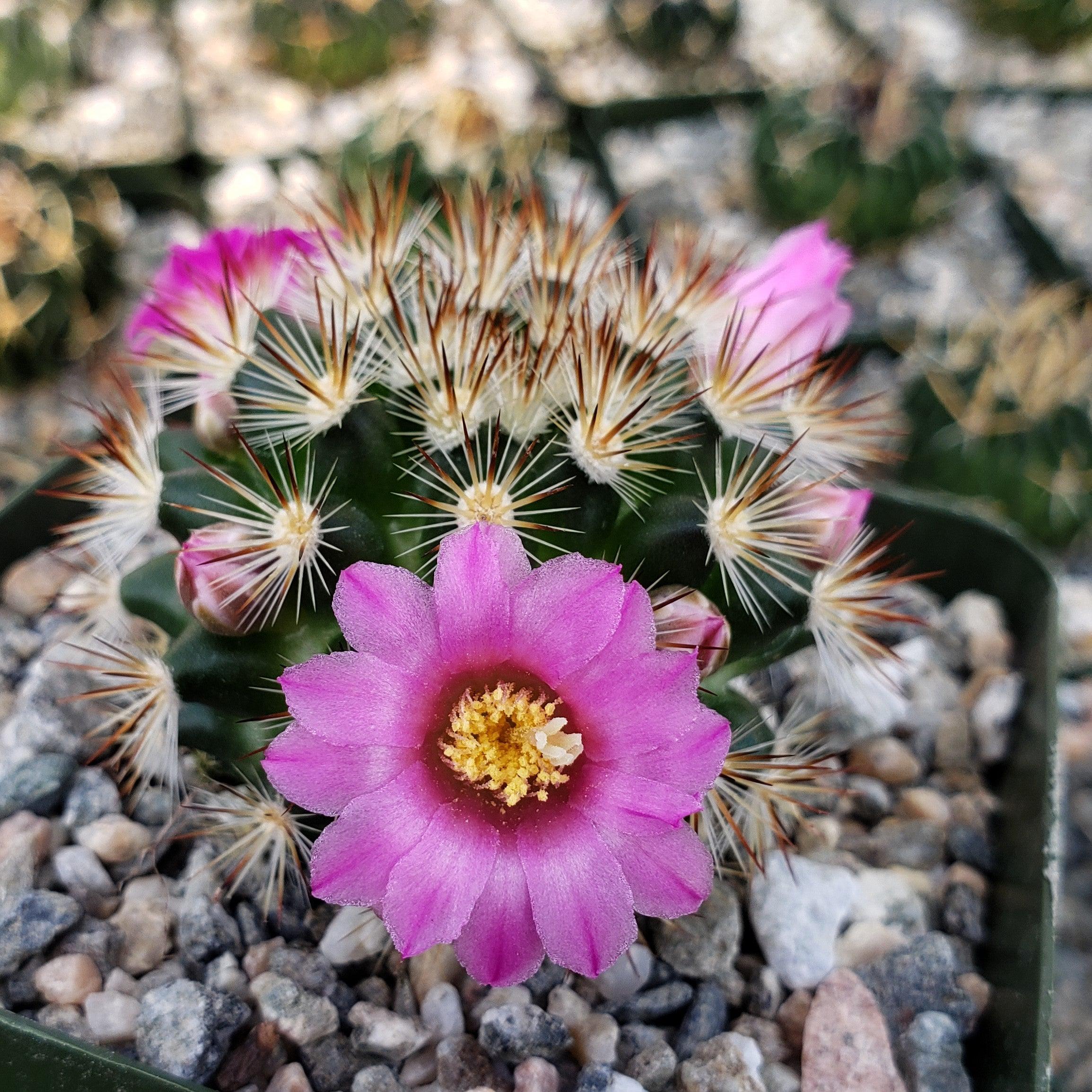 Mammillaria lauii subducta