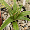 Agave victoria reginae variegata