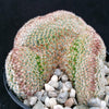Mammillaria matudae cristata