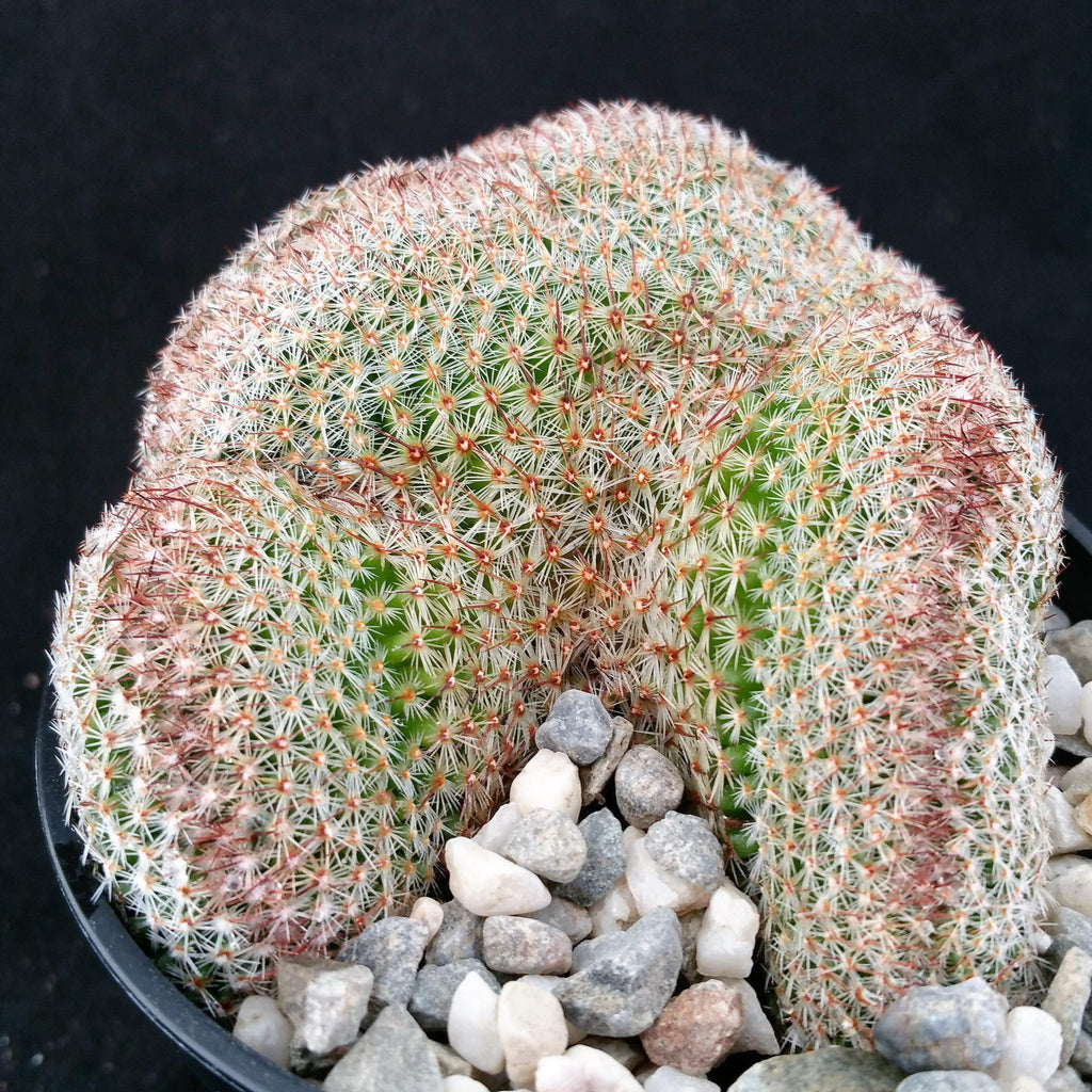 Mammillaria matudae cristata