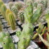 Cylindropuntia Imbricata cholla unrooted cuttings