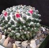 Mammillaria sempervivi