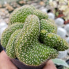 Echinopsis minima cristata